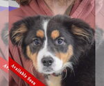Small Australian Terrier-Collie Mix