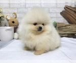 Small Photo #2 Pomeranian Puppy For Sale in CHICAGO, IL, USA