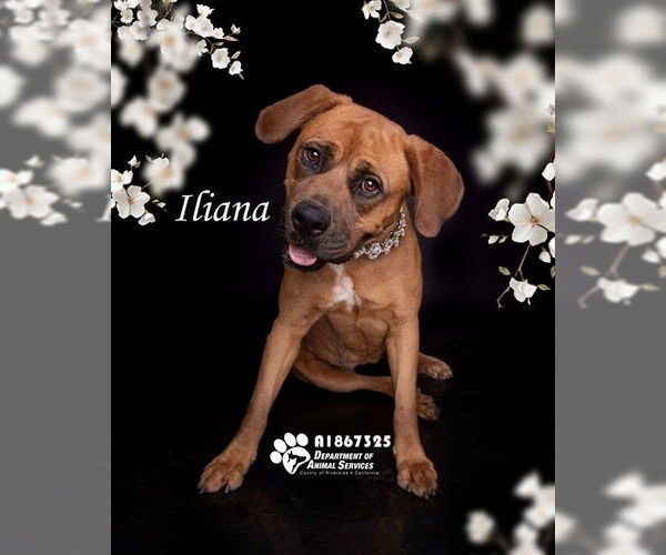 Medium Photo #2 Mastiff-Unknown Mix Puppy For Sale in Riverside, CA, USA