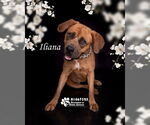 Small #1 Mastiff Mix