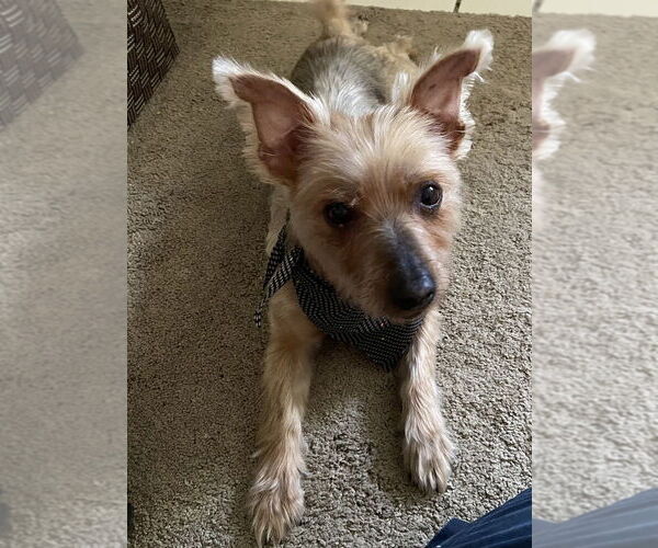 Medium Photo #1 Mutt Puppy For Sale in Brewster, NY, USA