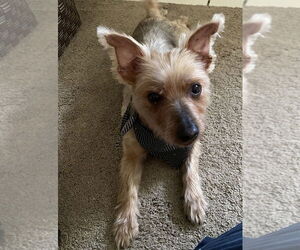 Mutt Dogs for adoption in Brewster, NY, USA