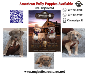 American Bully Puppy for sale in CHAMPAIGN, IL, USA