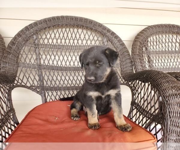 Medium Photo #1 German Shepherd Dog Puppy For Sale in MOUNTAINAIR, NM, USA