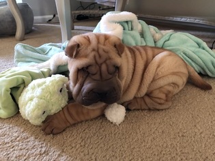 Chinese Shar-Pei Puppy for sale in COLLEGEVILLE, PA, USA