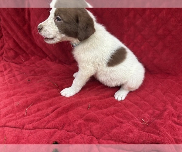 Medium Photo #36 Borador Puppy For Sale in MARION, VA, USA