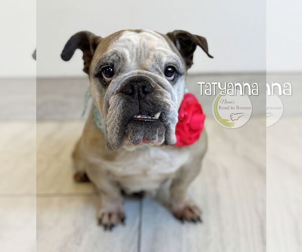 Medium Photo #2 Bulldog Puppy For Sale in Benton, LA, USA