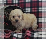 Small Photo #4 Bichpoo Puppy For Sale in BIRD IN HAND, PA, USA