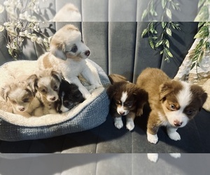 Australian Shepherd Litter for sale in LUMBERTON, TX, USA