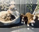 Small Australian Shepherd