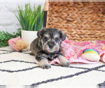 Small Photo #8 Schnauzer (Miniature) Puppy For Sale in SYRACUSE, IN, USA
