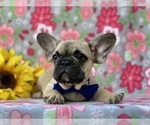 Small Photo #5 French Bulldog Puppy For Sale in RISING SUN, MD, USA