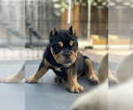 Small Photo #5 American Bully Puppy For Sale in VALLEJO, CA, USA