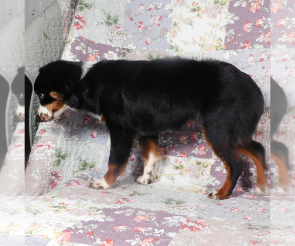 Medium Photo #9 Miniature Australian Shepherd Puppy For Sale in HARRISON, OH, USA