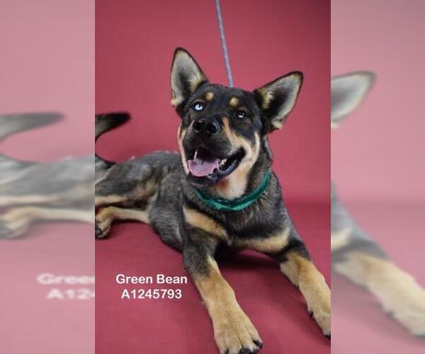 Medium Photo #1 German Shepherd Dog Puppy For Sale in Bakersfield, CA, USA