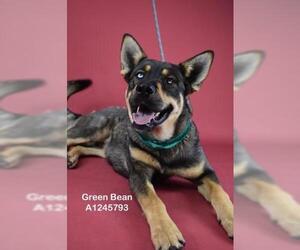 German Shepherd Dog Dogs for adoption in Bakersfield, CA, USA