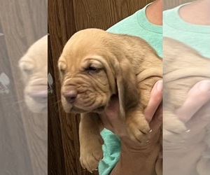 Bloodhound Puppy for sale in FORT MORGAN, CO, USA