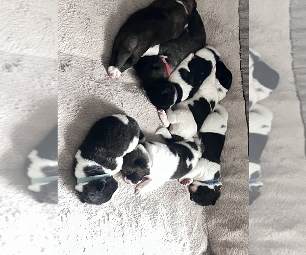 Medium Photo #16 Akita Puppy For Sale in TEHACHAPI, CA, USA