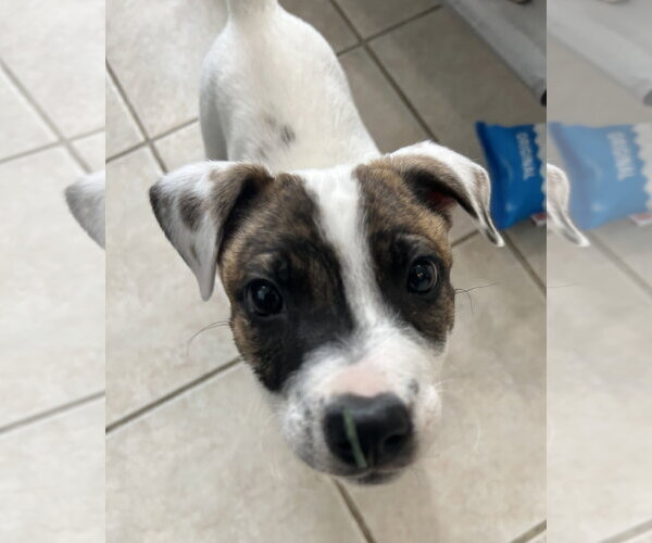 Medium Photo #9 Australian Shepherd-Unknown Mix Puppy For Sale in Stephens City, VA, USA