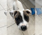Small #8 Australian Shepherd Mix