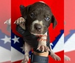 Small #10 German Shorthaired Pointer