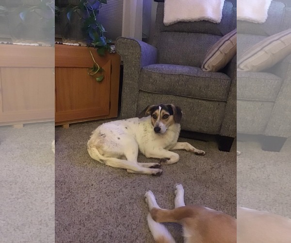 Medium Photo #8 Mutt Puppy For Sale in Westminster, MD, USA