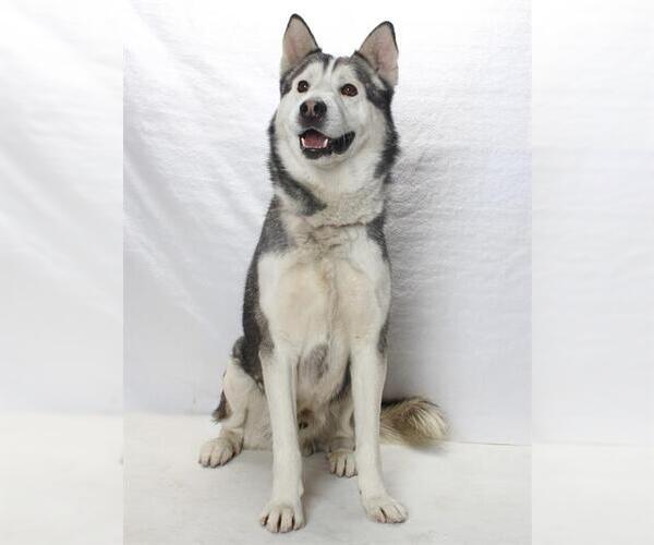 Medium Photo #1 Siberian Husky Puppy For Sale in Burbank, CA, USA