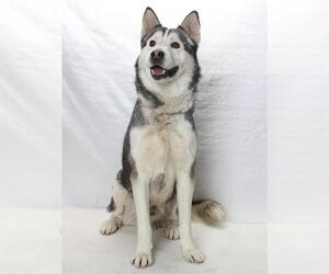 Siberian Husky Dogs for adoption in Burbank, CA, USA