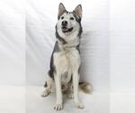 Small Siberian Husky