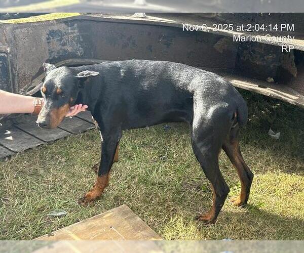 Medium Photo #1 Doberman Pinscher Puppy For Sale in Ocala, FL, USA