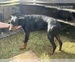 Small Doberman Pinscher