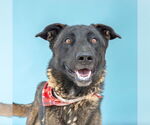 Small #2 Dutch Shepherd  Mix