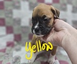 Small Photo #7 Boxer Puppy For Sale in PHIL CAMPBELL, AL, USA