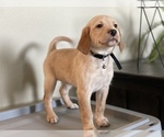 Puppy 1 Labrador Retriever