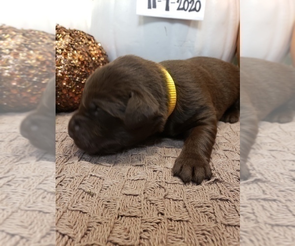 Medium Photo #4 Labrador Retriever Puppy For Sale in KATHLEEN, GA, USA
