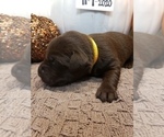 Small Photo #4 Labrador Retriever Puppy For Sale in KATHLEEN, GA, USA