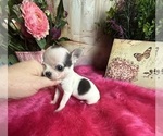 Small #1 Chihuahua