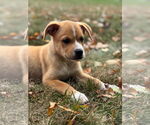 Small #3 Labrador Retriever Mix