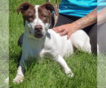 Small #1 Lab-Pointer