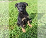 Puppy Miss Pink German Shepherd Dog