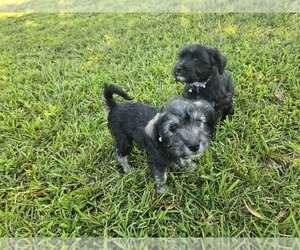Schnauzer (Miniature) Puppy for Sale in MCDONOUGH, Georgia USA