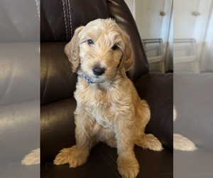 Goldendoodle Puppy for sale in SATSUMA, FL, USA
