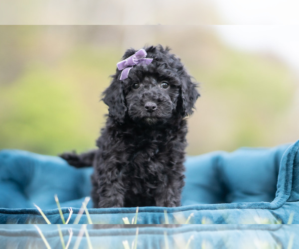 Medium Photo #3 Maltipoo (Miniature) Puppy For Sale in WARSAW, IN, USA