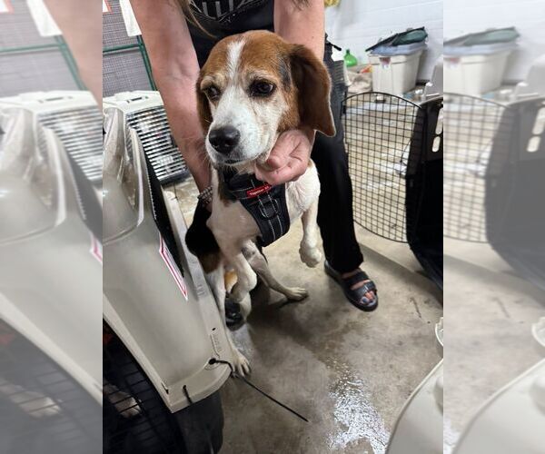 Medium Photo #2 Beagle Puppy For Sale in Calgary, Alberta, Canada