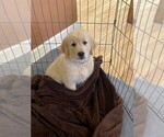 Small Photo #6 Golden Retriever Puppy For Sale in ABERDEEN, NC, USA