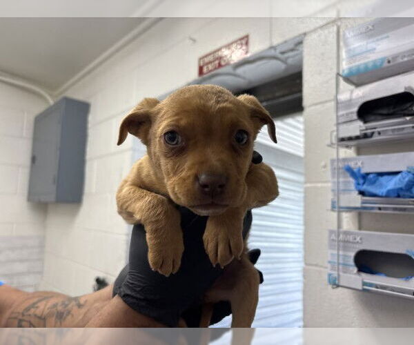 Medium Photo #1 Mutt Puppy For Sale in San Bernardino, CA, USA