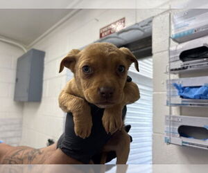 Mutt Dogs for adoption in San Bernardino, CA, USA