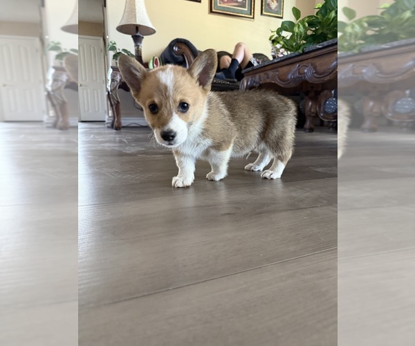 Medium Photo #11 Cardigan Welsh Corgi Puppy For Sale in VALLEY VILLAGE, CA, USA
