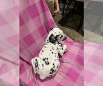 Small #4 Dalmatian