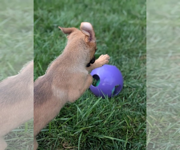 Medium Photo #6 Mutt Puppy For Sale in Holly Springs, NC, USA